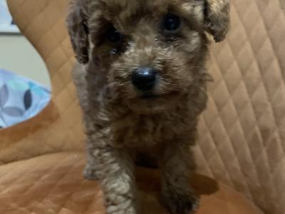 Red Toy Poodle puppies in Cavan