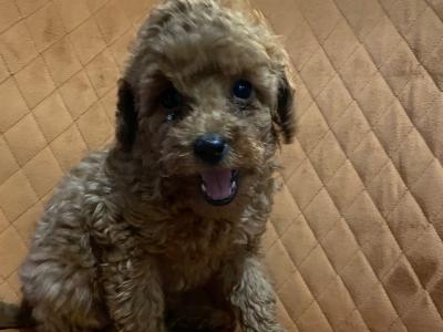 Red Toy Poodle puppies in Cavan