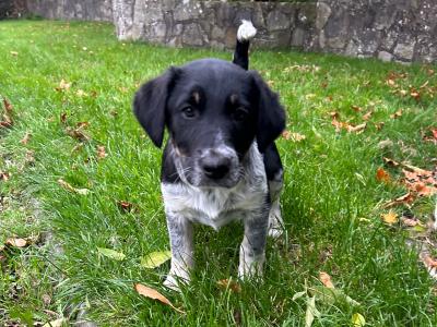 Border Collie x Labrador puppies for sale in Meath