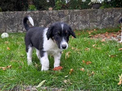 Border Collie x Labrador puppies for sale in Meath