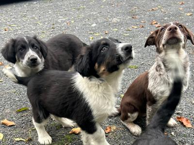 Border Collie x Labrador puppies for sale in Meath