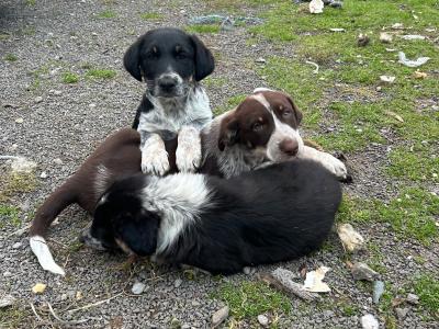 Border Collie x Labrador puppies for sale in Meath
