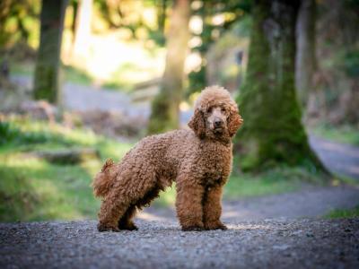 Miniature Poodle puppies in Tyrone