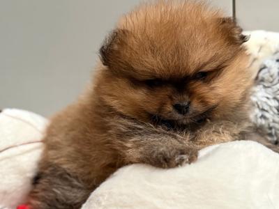 IKC 💖mini Pomeranian girl 🧡