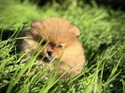IKC 💖mini Pomeranian girl 🧡