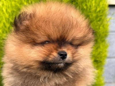 IKC 💖mini Pomeranian girl 🧡