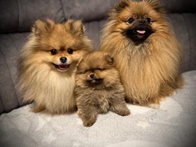IKC 💖mini Pomeranian girl 🧡