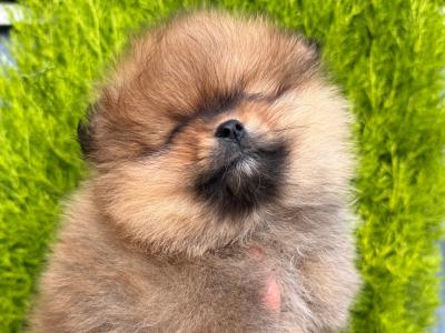 IKC 💖mini Pomeranian girl 🧡