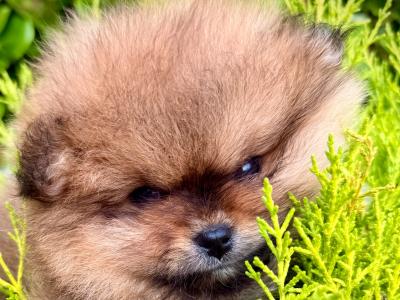 IKC 💖mini Pomeranian girl 🧡