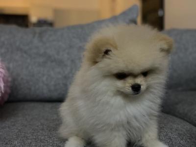 Beautiful Teddy Pomeranian puppies in Monaghan