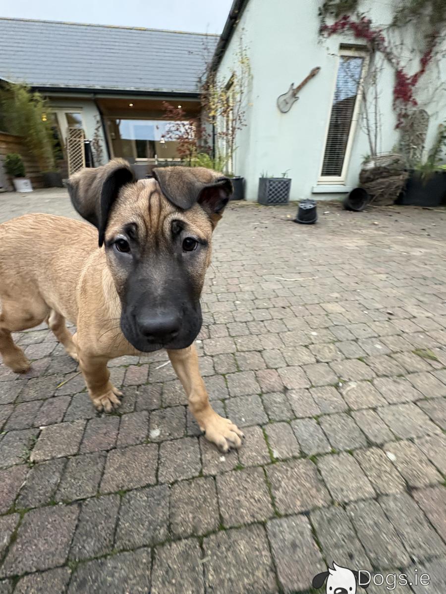 Male Irish Wolfhound Labrador x Belgian Shepard puppy in Meath