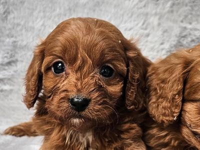 Stunning Cavapoo puppies in Limerick