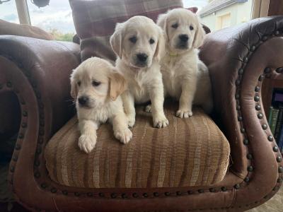 IKC Registered Golden Retriever puppies in Tipperary