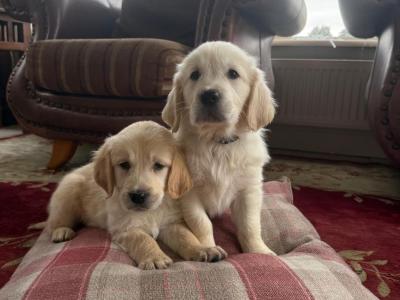IKC Registered Golden Retriever puppies in Tipperary