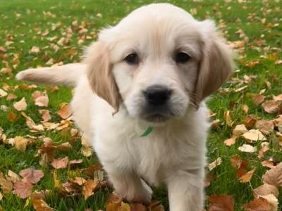 IKC Registered Golden Retriever puppies in Tipperary