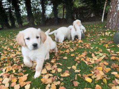 IKC Registered Golden Retriever puppies in Tipperary