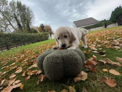 IKC Registered Golden Retriever puppies in Tipperary