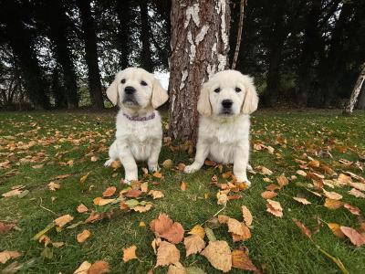IKC Registered Golden Retriever puppies in Tipperary