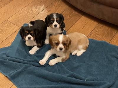 Adorable Cavalier King Charles puppies in Longford