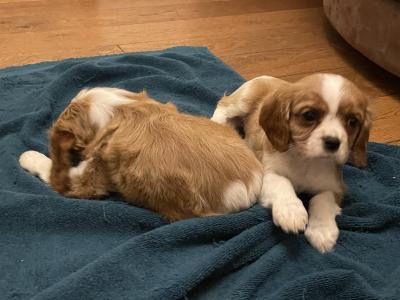 Adorable Cavalier King Charles puppies in Longford