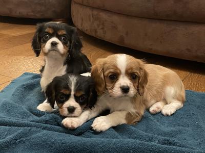 Adorable Cavalier King Charles puppies in Longford