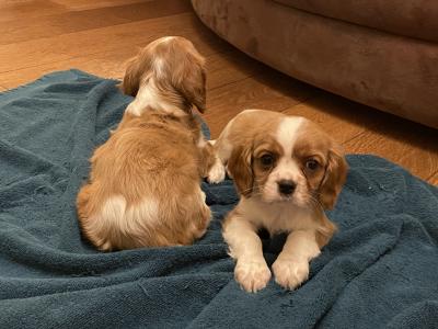 Adorable Cavalier King Charles puppies in Longford