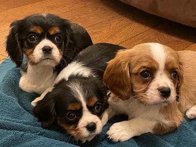 Adorable Cavalier King Charles puppies in Longford