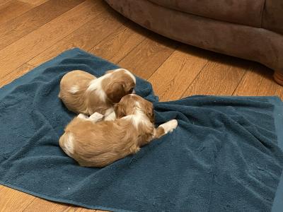 Adorable Cavalier King Charles puppies in Longford
