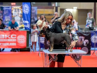 Trigger Gatsby ABKC Champion