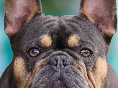 Trigger Gatsby ABKC Champion