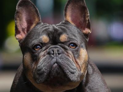 Trigger Gatsby ABKC Champion