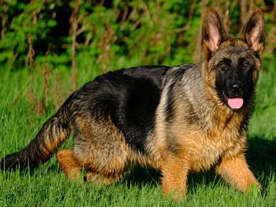 Special female German Shepherd puppy, IKC Registered in Tipperary