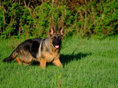 Special female German Shepherd puppy, IKC Registered in Tipperary
