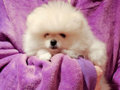 IKC Registered Tiny Magic Polar bear Pomeranian puppies in Laois  🐻‍❄️