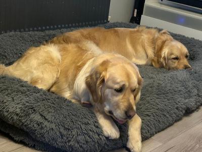 IKC Registered Champion Pedigree purebred Golden Retriever puppies in Wexford