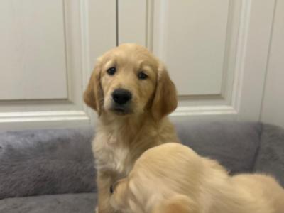 5 IKC Registered gorgeous Golden Retriever puppies in Kildare