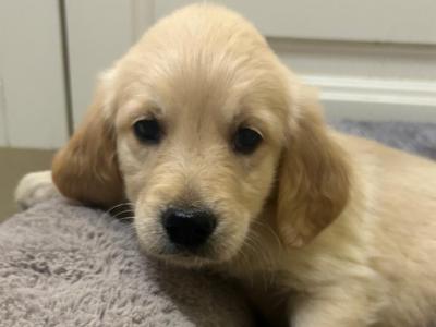 5 IKC Registered gorgeous Golden Retriever puppies in Kildare