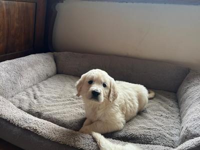 5 IKC Registered gorgeous Golden Retriever puppies in Kildare