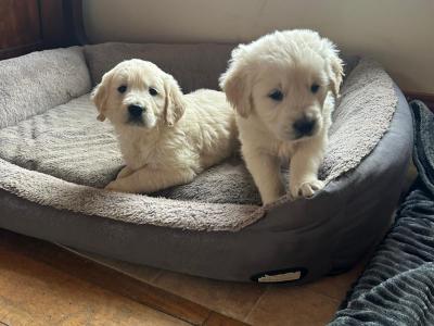 5 IKC Registered gorgeous Golden Retriever puppies in Kildare
