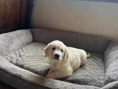 5 IKC Registered gorgeous Golden Retriever puppies in Kildare
