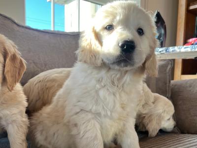 5 IKC Registered gorgeous Golden Retriever puppies in Kildare