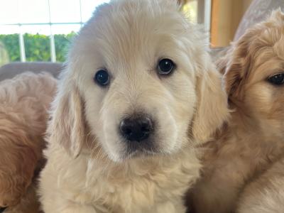 5 IKC Registered gorgeous Golden Retriever puppies in Kildare