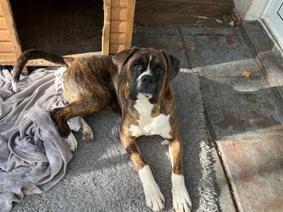 IKC Registered male Boxer puppy 9 months old in Limerick
