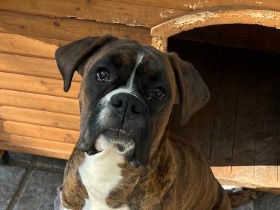 IKC Registered male Boxer puppy 9 months old in Limerick