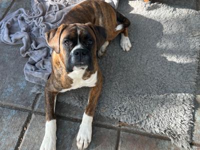 IKC Registered male Boxer puppy 9 months old in Limerick