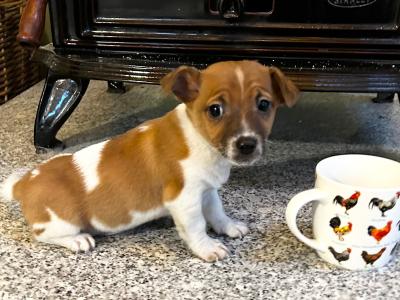 Miniature male Jack Russell puppy for sale in Wexford