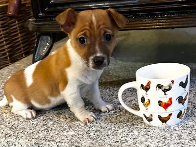 Miniature male Jack Russell puppy for sale in Wexford