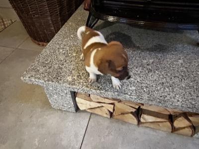 Miniature male Jack Russell puppy for sale in Wexford