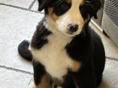 IKC Registered Bernese Mountain Dog puppies in Kilkenny