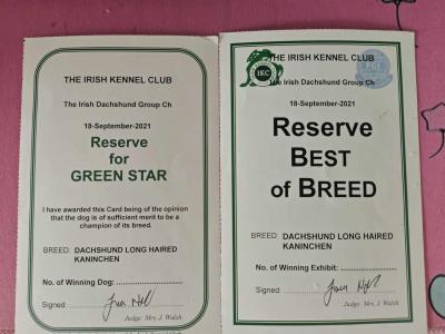 Very rare KANINCHEN (smaller than miniature) Dachshund puppies